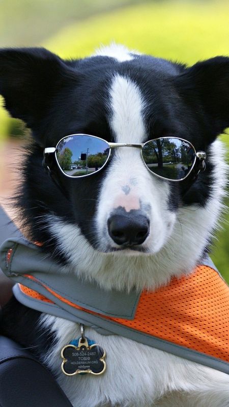 Funny Dog - Small Glasses Wallpaper Download | MobCup