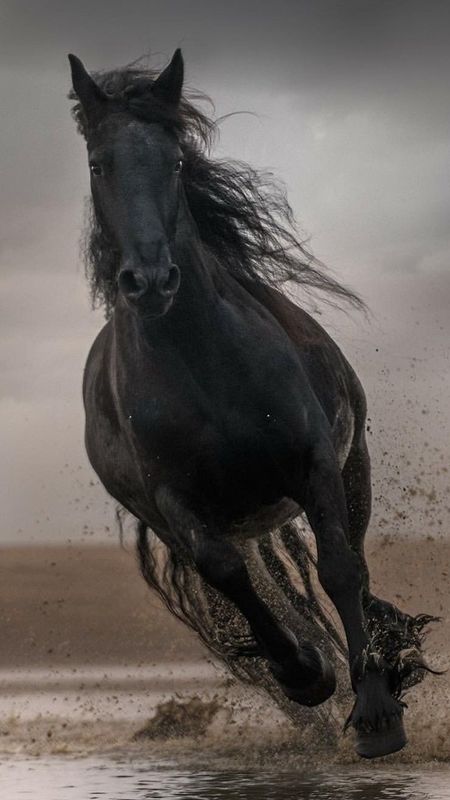 Handsome Black Horse Hd Wallpaper  Wallpapers13com
