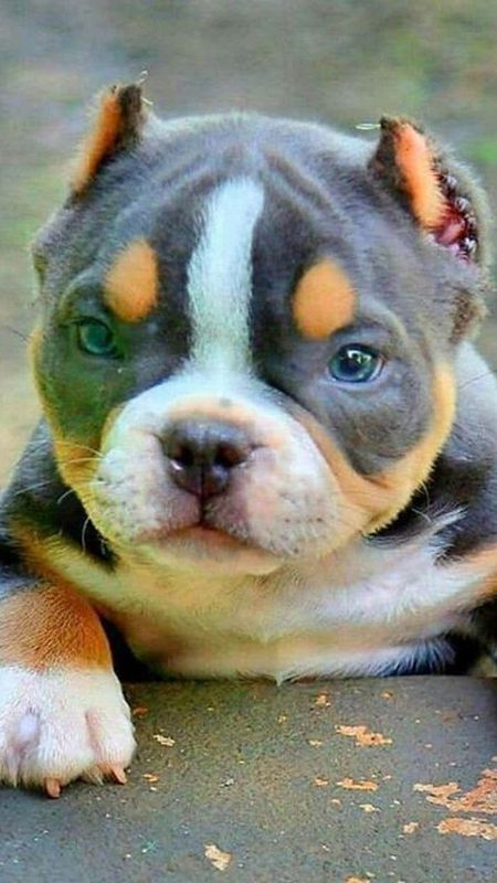 American Bully - Pitbull - Dog - Puppies Wallpaper Download | MobCup