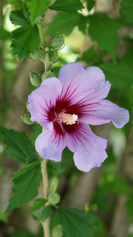 Hibiscus | Purple Wallpaper Download | MobCup