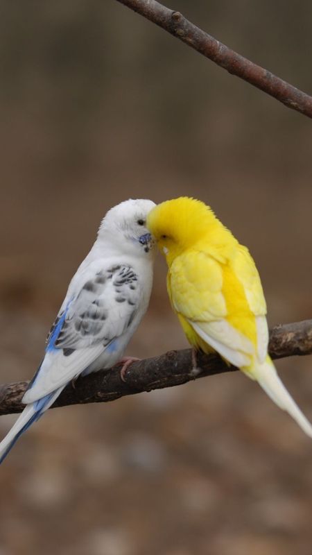 Love Birds Couple Birds Wallpaper Download Mobcup