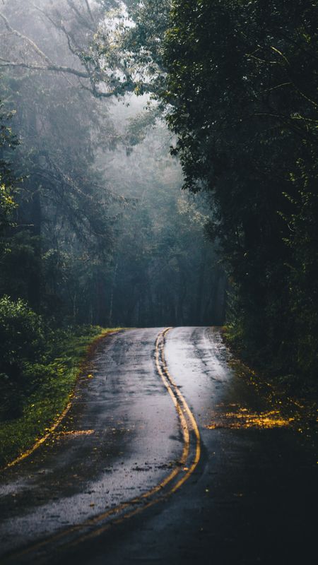 Road in the Jungle Wallpaper Download | MobCup