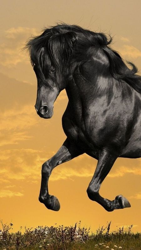 Horse iphone 876s6 for parallax wallpapers hd desktop backgrounds  938x1668 images and pictures