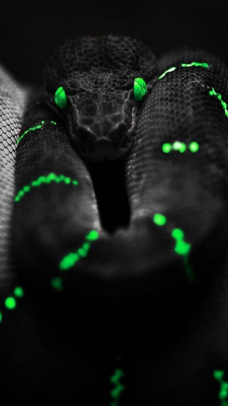 Black snake snakes danger butler viper story serpent HD phone  wallpaper  Peakpx