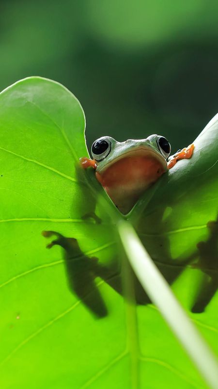 Little Frog Line Style Green Wallpaper Background Wallpaper Image For Free  Download  Pngtree