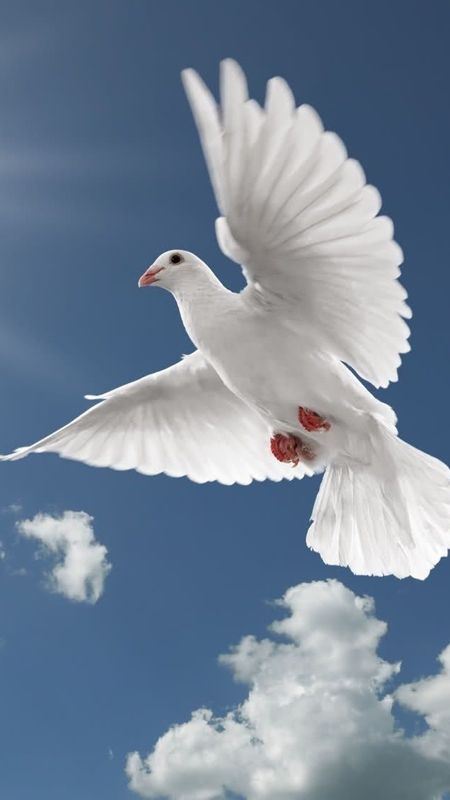 white doves flying wallpaper