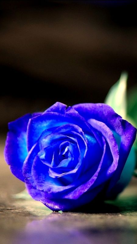 Blue Rose - Beautiful - Natural Flower Wallpaper Download | MobCup