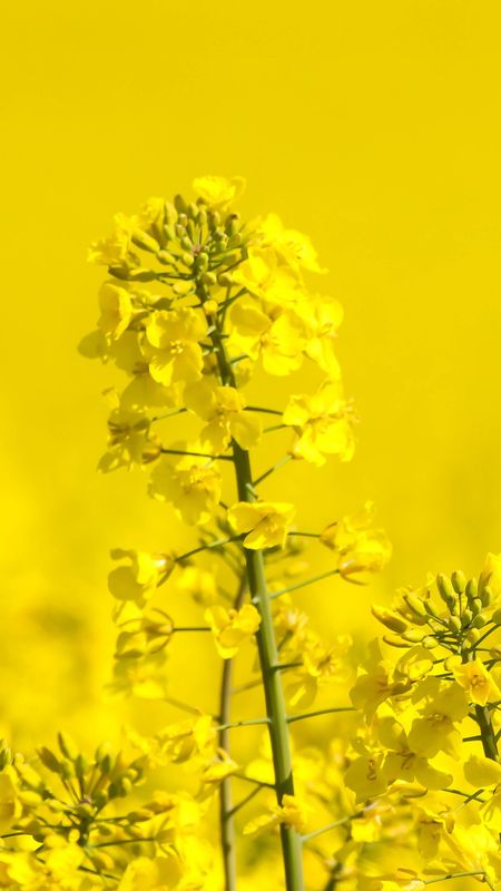 A Yellow - Yellow Plants - Flowers Wallpaper Download | MobCup