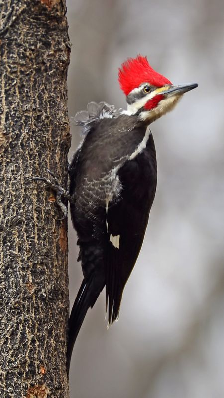 Woodpecker | Adorable | Bird Wallpaper Download | MobCup