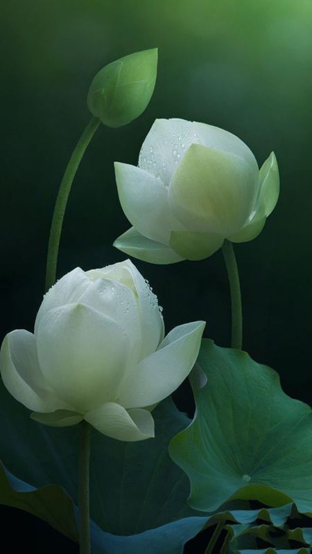 white lotus flower wallpaper