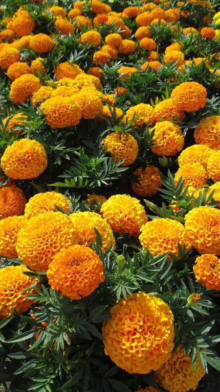 Marigold Wallpapers  Top Free Marigold Backgrounds  WallpaperAccess