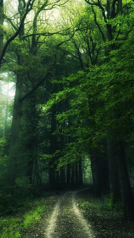 Green forest with pine trees iPhone 11 HD phone wallpaper  Pxfuel