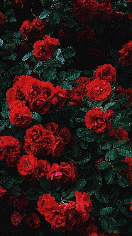 Rose Aesthetic | Red Adorable FLower Wallpaper Download | MobCup