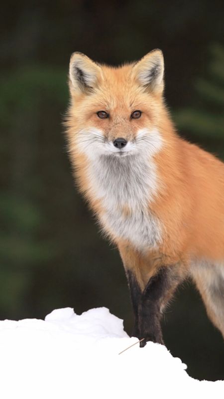 Desktop Wallpaper Cute Red Fox Animal Sitting Hd Image Picture  Background 7oveb3