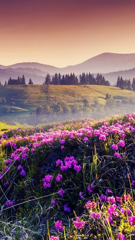 May - Flowers Valley Wallpaper Download | MobCup