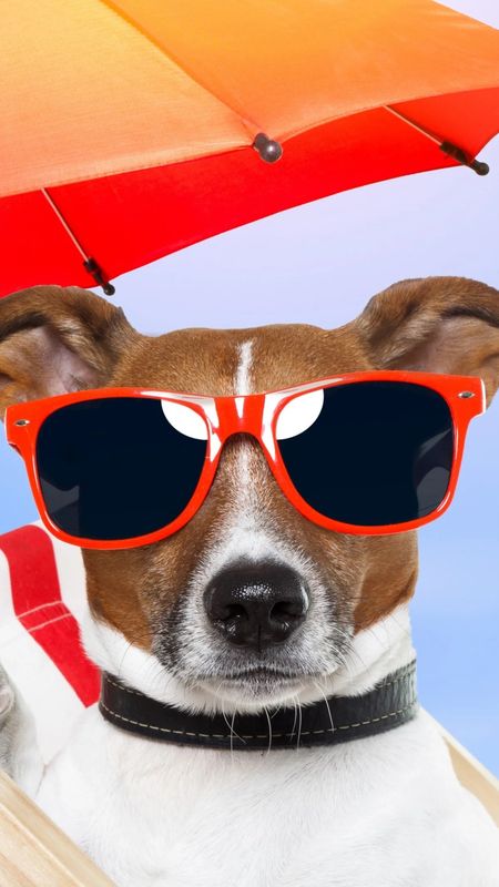 Funny Dog - vacation Wallpaper Download | MobCup