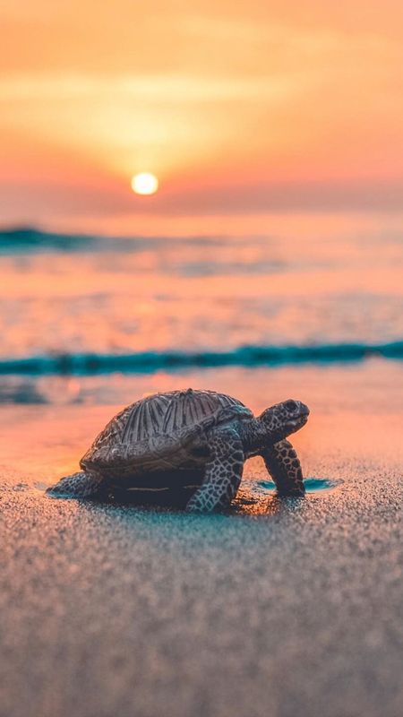 Turtle | Ocean | Animal Wallpaper Download | MobCup