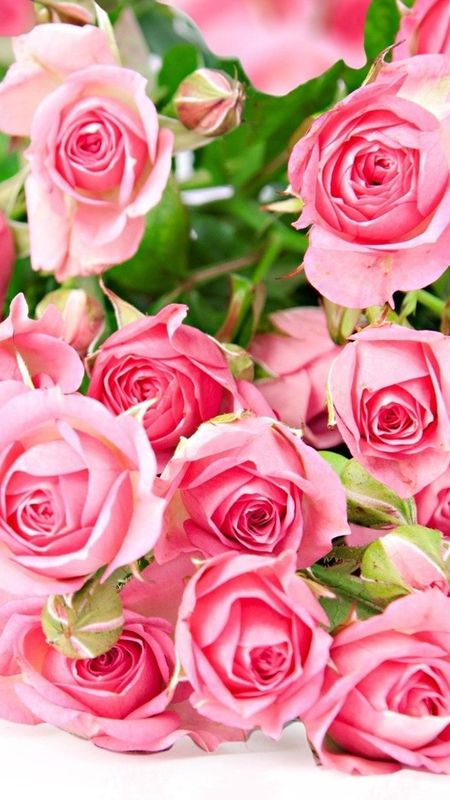 Beautiful Rose - Pink Rose - Bouquet Wallpaper Download | MobCup