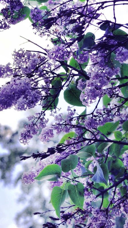 Magical Lilac mystical sun romantic Lilac spring purple summer  magical HD wallpaper  Peakpx