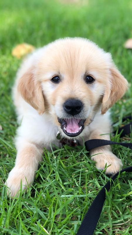 Download Image Adorable Golden Retriever Puppy Having Fun Outdoors Wallpaper   Wallpaperscom