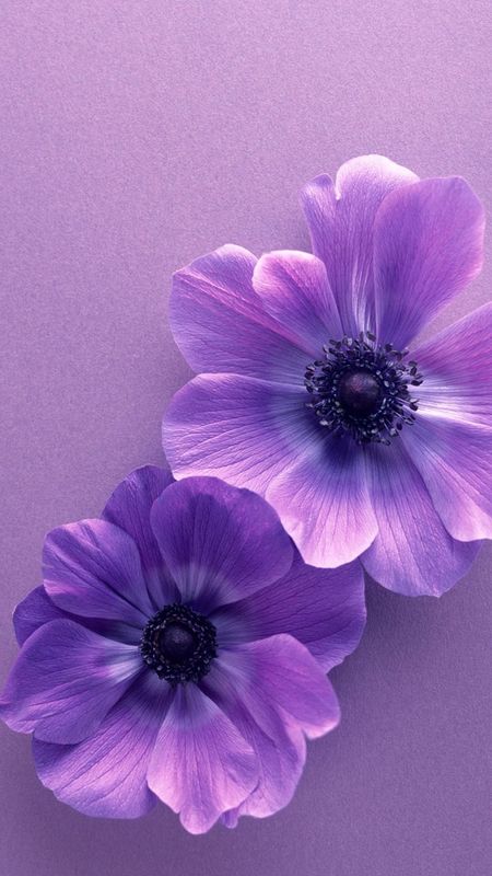 30000 Free Purple Flowers  Flower Images  Pixabay