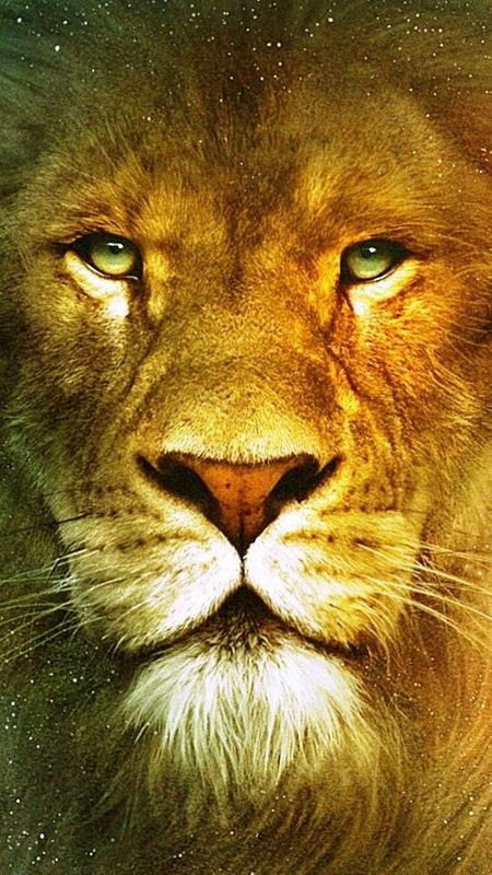 1920x1200 King Lion 1080P Resolution HD 4k Wallpapers, Images, Backgrounds,  Photos and Pictures