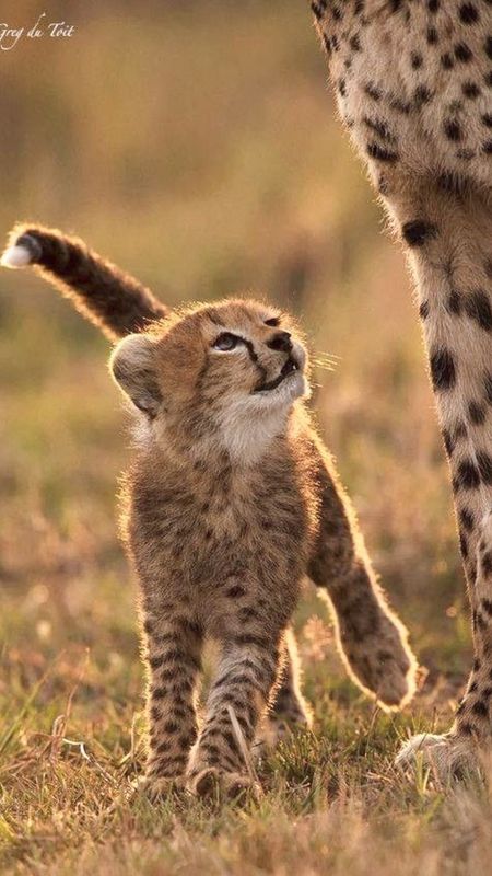 Cute Babies of Cheetah Pics  1457x2200 resolution wallpaper
