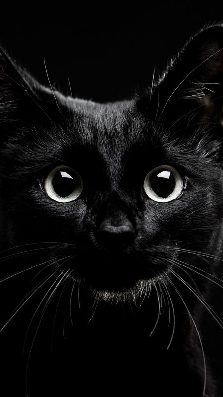 Black Cat Wallpaper for iPhone 12 Pro