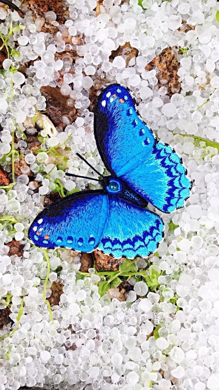 Blue Butterfly | Beautiful | Lock Screen Wallpaper Download | MobCup
