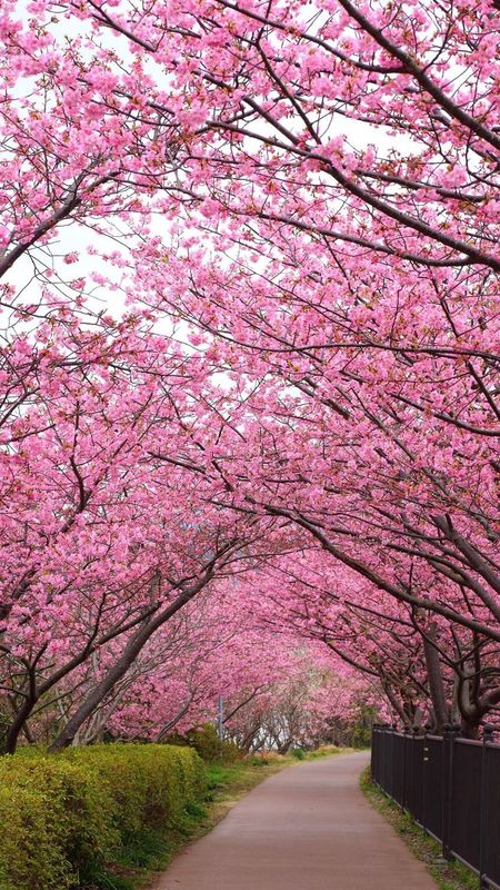 Pink Colour Trees Street Wallpaper Download 