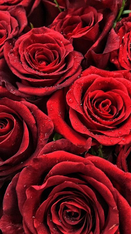 Red Rose | Roses | Flowers Wallpaper Download | MobCup