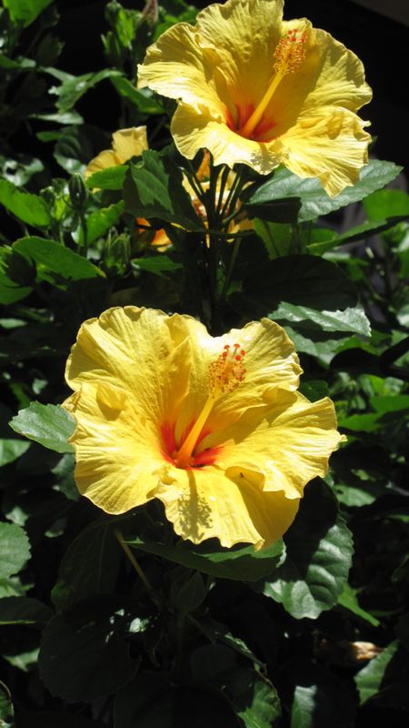 Hibiscus | Yellow Hibiscus Wallpaper Download | MobCup
