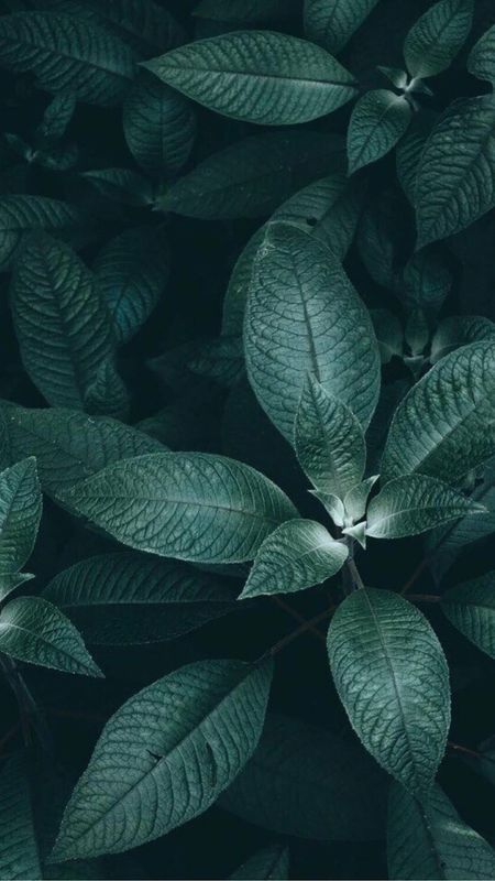 Green Aesthetic | Green Plant Wallpaper Download | MobCup