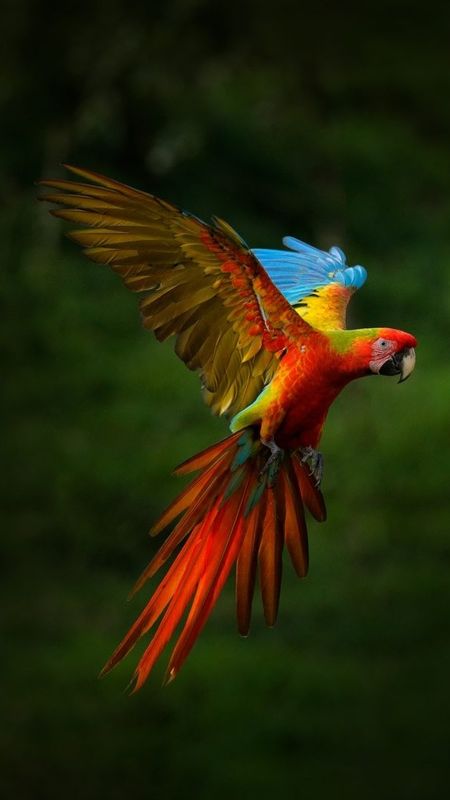 Birds Flying - Red Colorful Macaw Wallpaper Download | MobCup