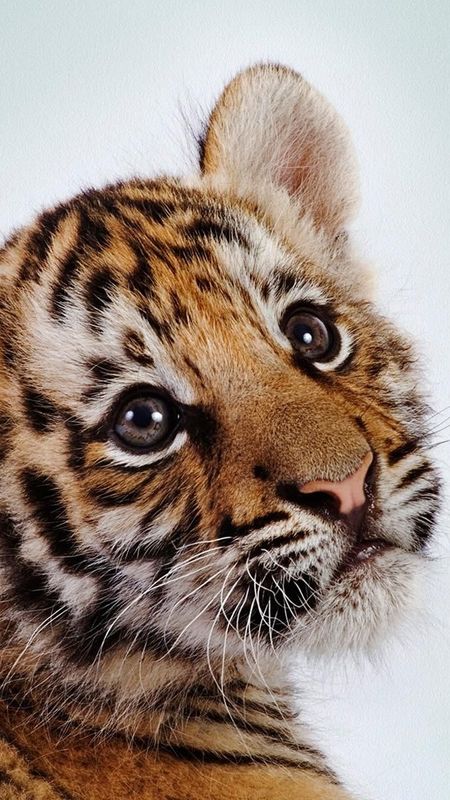 Cute Baby Tiger Cub · Creative Fabrica