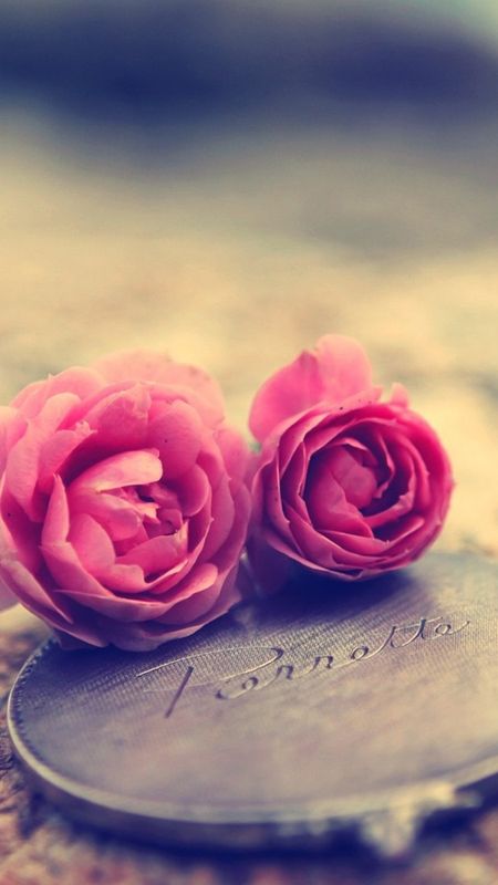 Best Love - Roses - Pink Flowers Wallpaper Download | MobCup