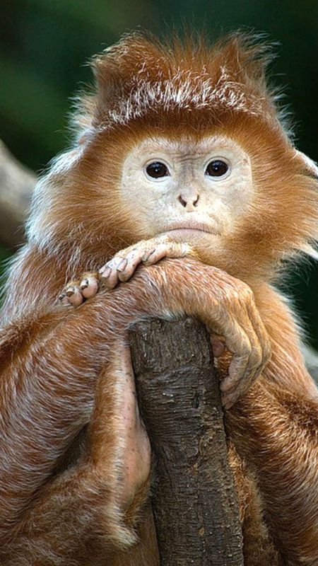 Funny | Cute Monkey Wallpaper Download | MobCup