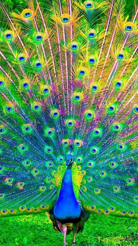 Birds Live - Peacock Wallpaper Download | MobCup