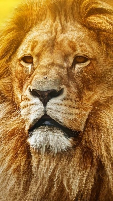 Lion Pictures - Yellow Light Effect Wallpaper Download | MobCup