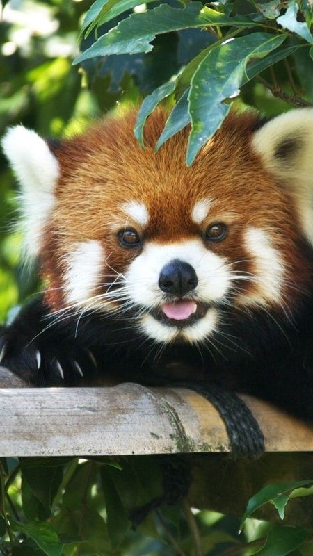 Kung Fu Panda, Cats, Animals wallpaper | Download Free pics