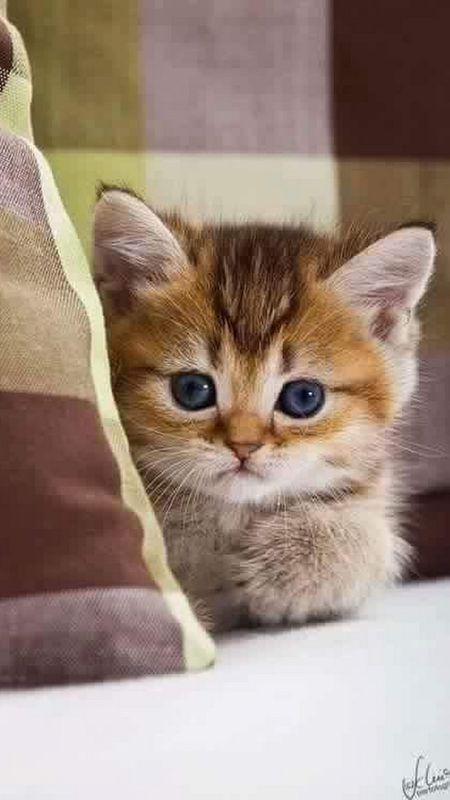 Cute Baby Cat | Adorable Baby Kitten | Kitty Wallpaper Download | MobCup