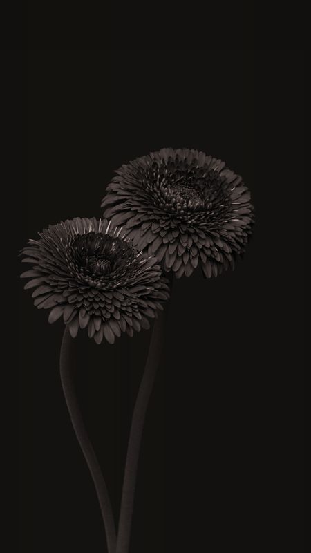 Dark Flower Images - Free Download on Freepik