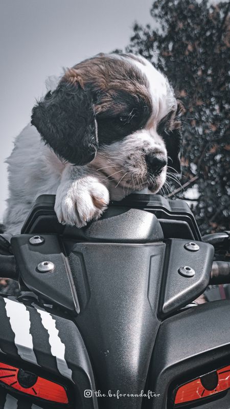 Mt 15 - Puppy On Bike Wallpaper Download | MobCup