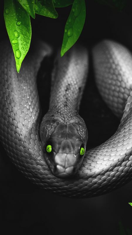 Black Snake Wallpaper Download | MobCup