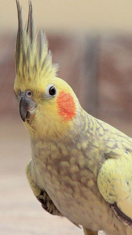 Parrot Live - Yellow Cockatoo Wallpaper Download | MobCup