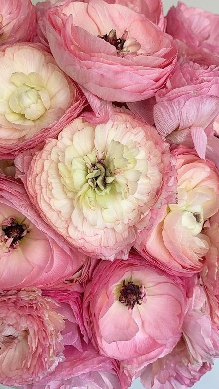 Ranunculus | Pink Adorable Flower Wallpaper Download | MobCup