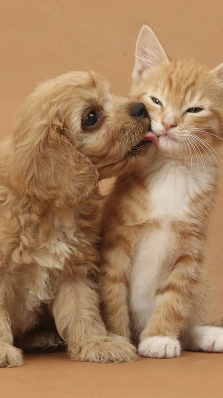 Dog - Cat Kitten - Puppy Dog Wallpaper