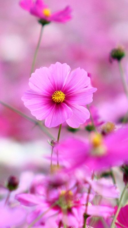 Hd Flower - Pink Background Wallpaper Download | MobCup