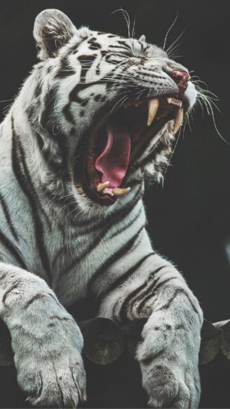 Black And White Tiger | Roar | Tiger Wallpaper Download | MobCup
