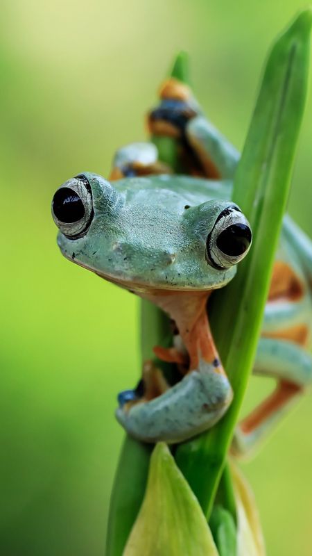 Cute Frog Wallpaper  NawPic